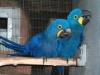 hyacinth macaw parrots available!!